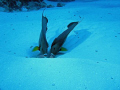   Shadow Taken palacar reef Cozumel MX  